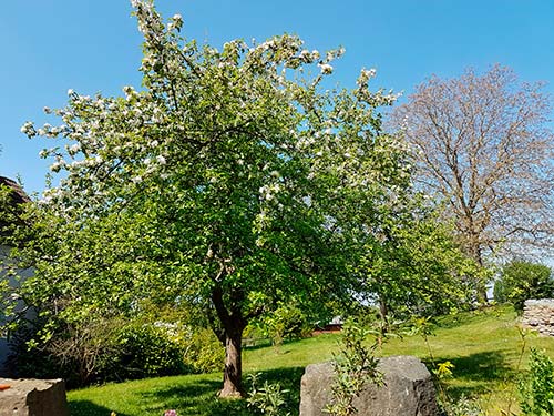 Ehemaliger eigener Privatgarten II Sabine Zentek