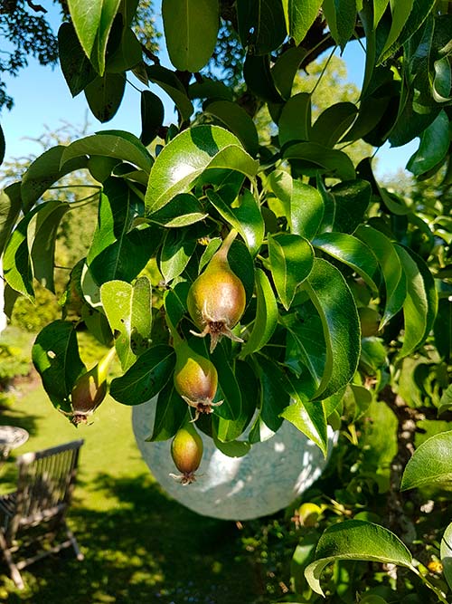 Ehemaliger eigener Privatgarten II Sabine Zentek